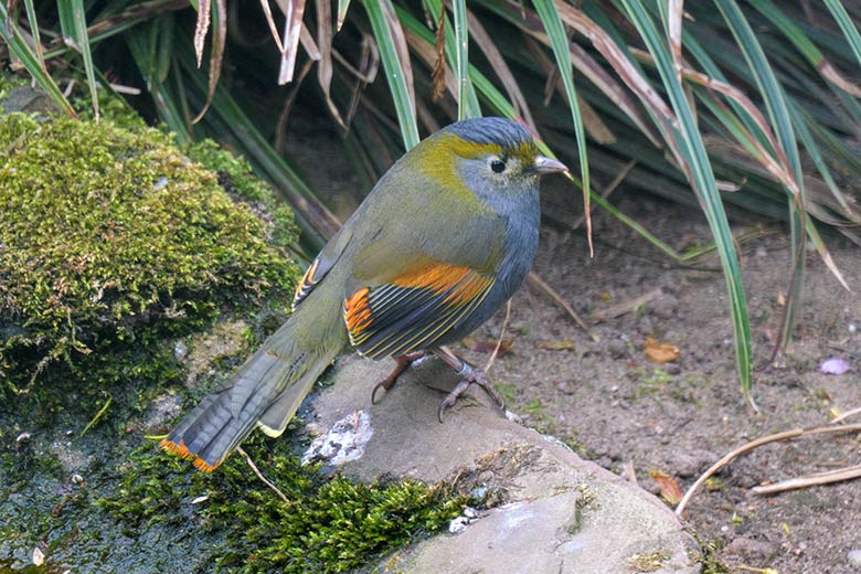 Omeihäherling am 3. Mai 2021 in einer Außenvoliere am Vogel-Haus im Wuppertaler Zoo