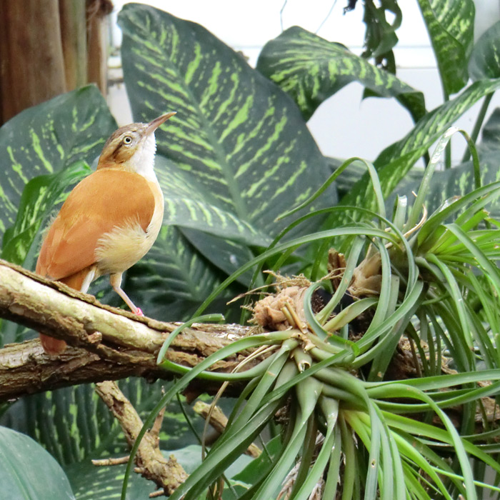 Blassfuß-Töpfervogel im Wuppertaler Zoo am 28. Januar 2012