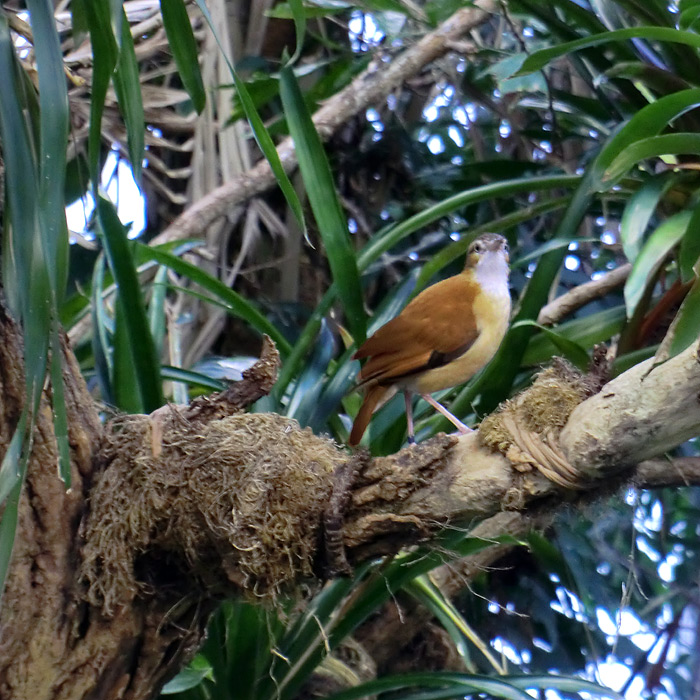 Blassfuß-Töpfervogel im Wuppertaler Zoo im Februar 2013