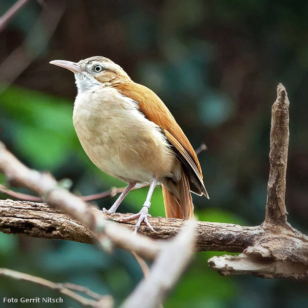 Blassfuß-Töpfervogel im Wuppertaler Zoo im Mai 2016 (Foto Gerrit Nitsch)