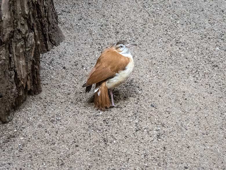 Weiblicher Blassfuß-Töpfervogel am 6. November 2019 in einer Voliere im Vogel-Haus im Zoo Wuppertal