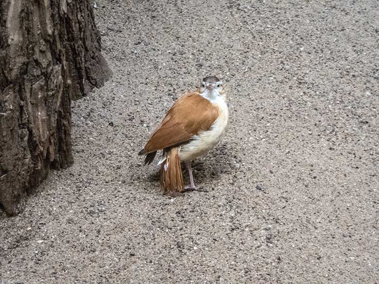 Blassfuß-Töpfervogel-Weibchen am 6. November 2019 in einer Voliere im Vogel-Haus im Wuppertaler Zoo