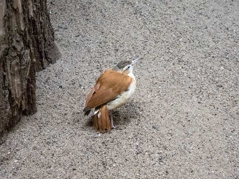 Weiblicher Blassfuß-Töpfervogel am 6. November 2019 in einer Voliere im Vogel-Haus im Zoologischen Garten der Stadt Wuppertal