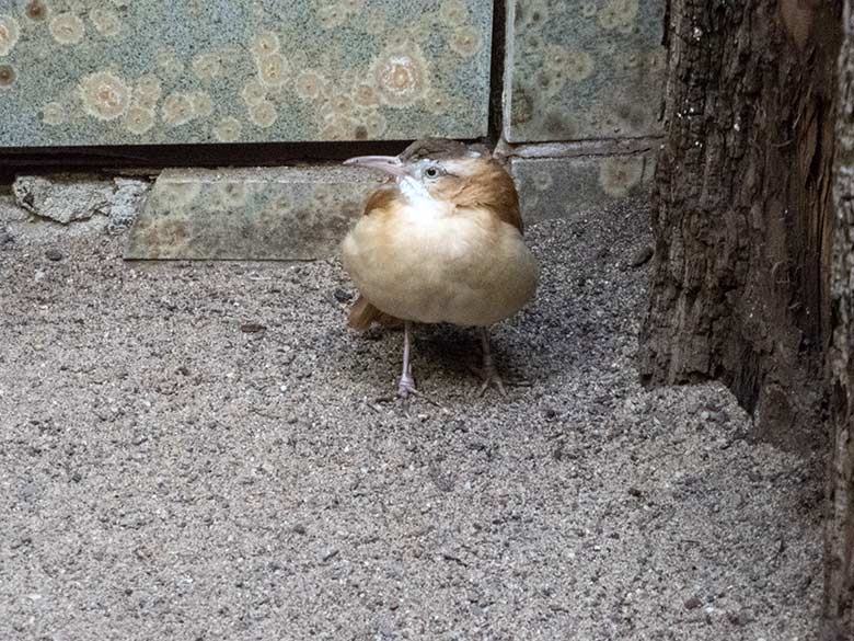 Weiblicher Blassfuß-Töpfervogel am 13. November 2019 in einer Voliere im Vogel-Haus im Zoologischen Garten Wuppertal