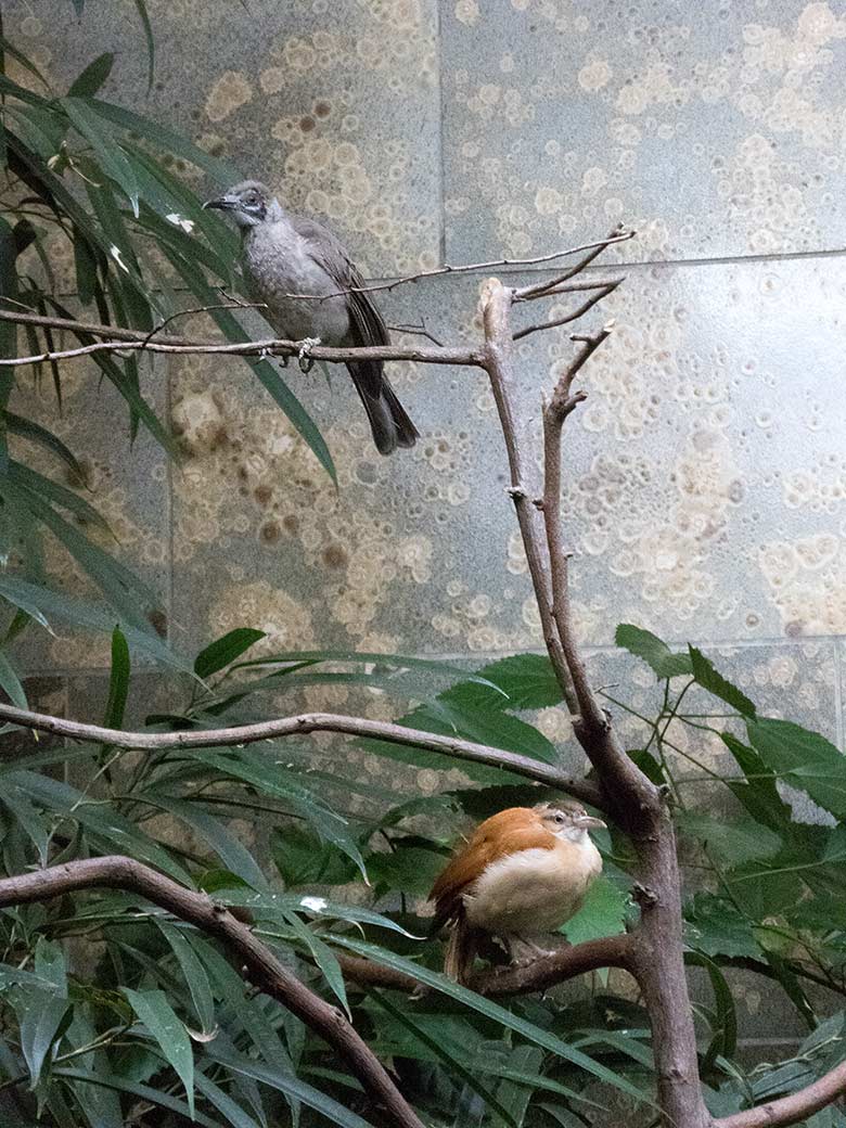 Glattstirn-Lederkopf (oben) und Blassfuß-Töpfervogel-Weibchen (unten) am 17. November 2019 in einer Voliere im Vogel-Haus im Grünen Zoo Wuppertal