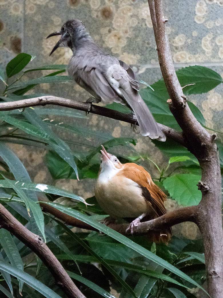 Glattstirn-Lederkopf (oben) und Blassfuß-Töpfervogel-Weibchen (unten) am 17. November 2019 in einer Voliere im Vogel-Haus im Wuppertaler Zoo