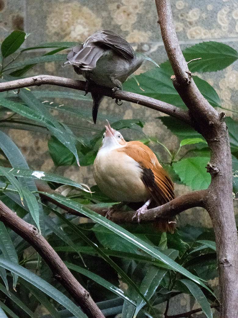 Glattstirn-Lederkopf (oben) und Blassfuß-Töpfervogel-Weibchen (unten) am 17. November 2019 in einer Voliere im Vogel-Haus im Zoologischen Garten der Stadt Wuppertal