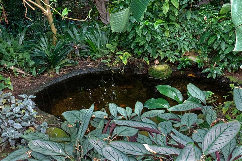 Männlicher Blassfuß-Töpfervogel am 18. Mai 2023 in der Freiflughalle am Vogel-Haus im Grünen Zoo Wuppertal