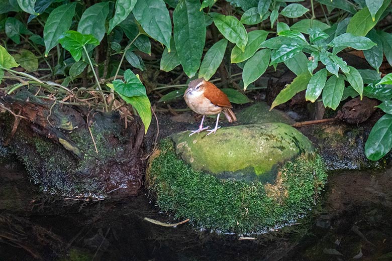 Männlicher Blassfuß-Töpfervogel am 18. Mai 2023 in der Freiflughalle am Vogel-Haus im Zoologischen Garten Wuppertal