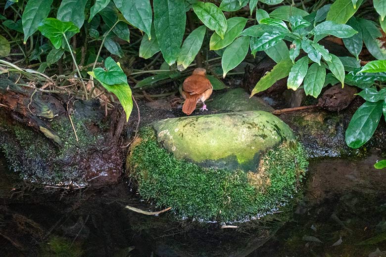 Männlicher Blassfuß-Töpfervogel am 18. Mai 2023 in der Freiflughalle am Vogel-Haus im Zoo Wuppertal