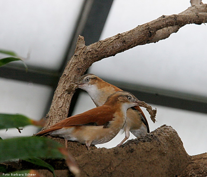 Blassfuß-Töpfervögel im Wuppertaler Zoo (Foto Barbara Scheer)