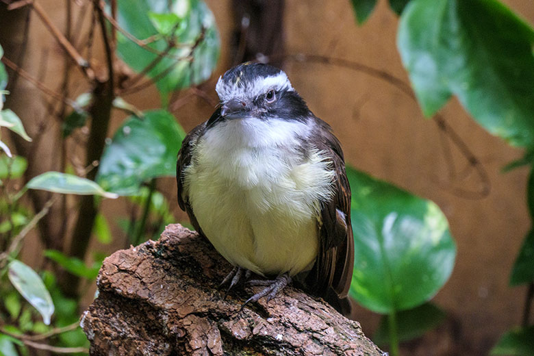 Liktormaskentyrann am 7. März 2022 im Vogel-Haus im Zoologischen Garten Wuppertal