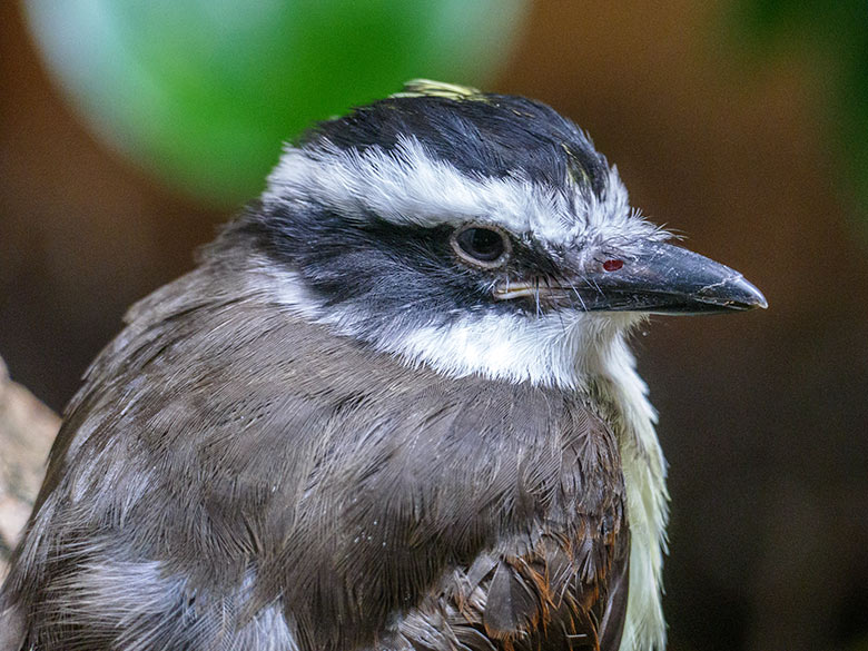 Liktormaskentyrann am 19. März 2022 im Vogel-Haus im Grünen Zoo Wuppertal