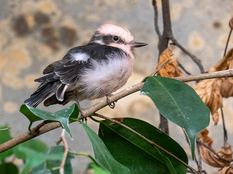 Männlicher Rubintyrann am 5. Februar 2023 im Vogel-Haus im Zoologischen Garten der Stadt Wuppertal