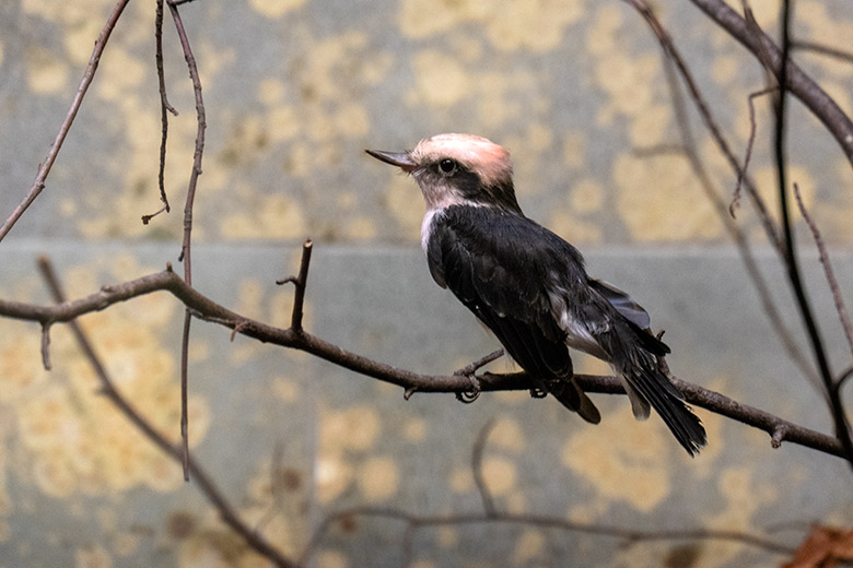 Männlicher Rubintyrann am 5. Februar 2023 im Vogel-Haus im Zoo Wuppertal