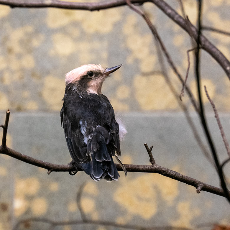 Männlicher Rubintyrann am 5. Februar 2023 im Vogel-Haus im Wuppertaler Zoo