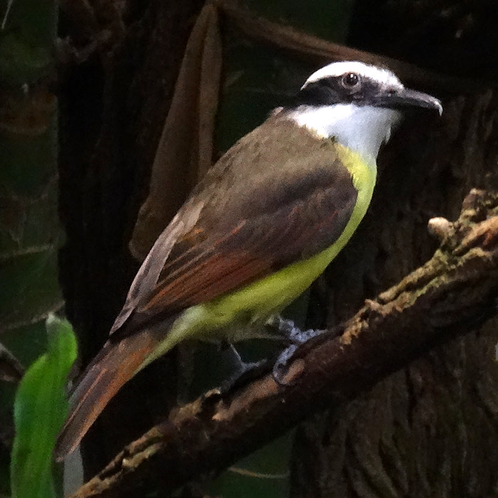 Schwefeltyrann im Wuppertaler Zoo im Februar 2016