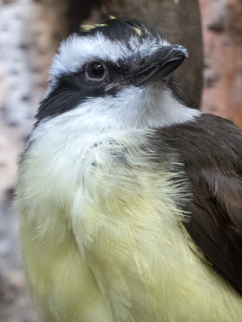 Schwefeltyrann am 16. Oktober 2019 im Vogel-Haus im Grünen Zoo Wuppertal