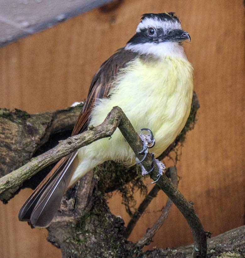 Schwefeltyrann am 13. März 2022 im Vogel-Haus im Wuppertaler Zoo