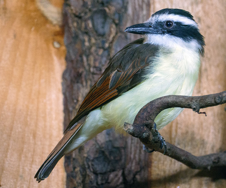 Schwefeltyrann am 15. Januar 2023 im Vogel-Haus im Grünen Zoo Wuppertal