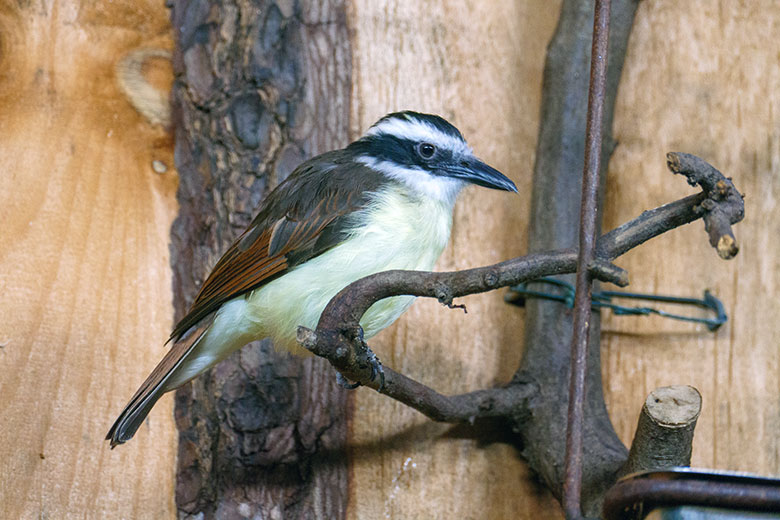 Schwefeltyrann am 15. Januar 2023 im Vogel-Haus im Wuppertaler Zoo