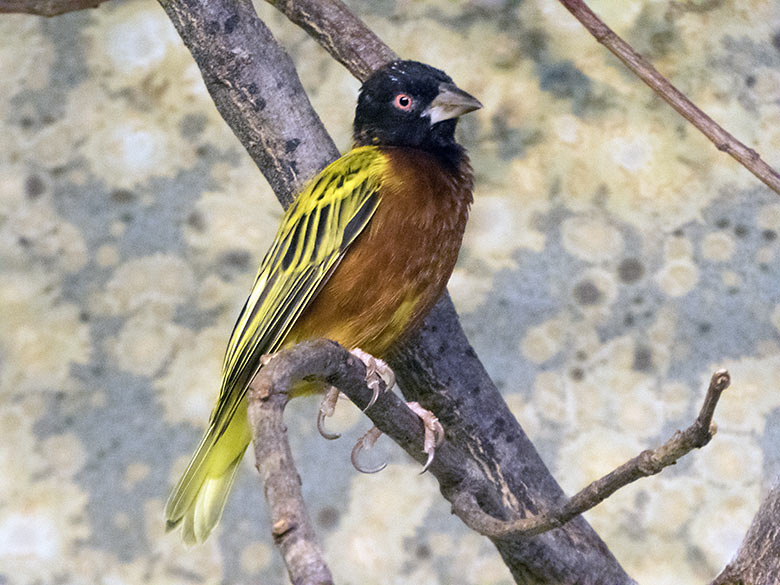 Jacksonweber-Männchen am 22. Januar 2020 im Vogel-Haus im Wuppertaler Zoo