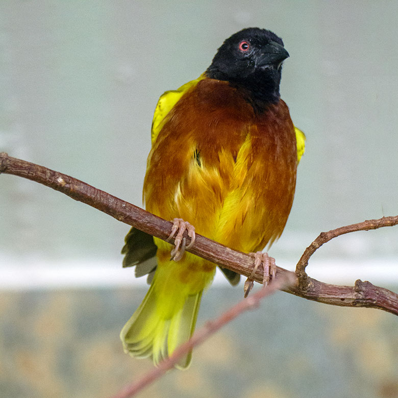 Männlicher Jacksonweber am 23. Mai 2022 in der Schauvoliere im Vogel-Haus im Zoologischen Garten Wuppertal