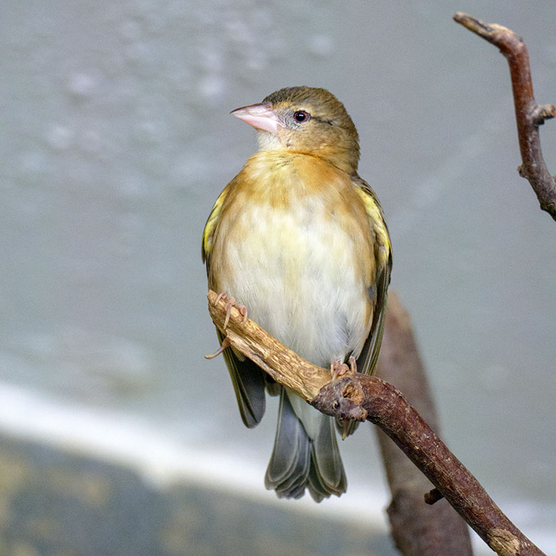 Weiblicher Jacksonweber am 23. Mai 2022 in der Schauvoliere im Vogel-Haus im Wuppertaler Zoo