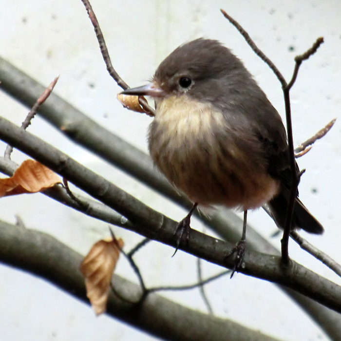 Hauszaunkönig im Wuppertaler Zoo im März 2012