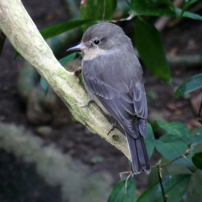 Hauszaunkönig im Wuppertaler Zoo im Dezember 2013