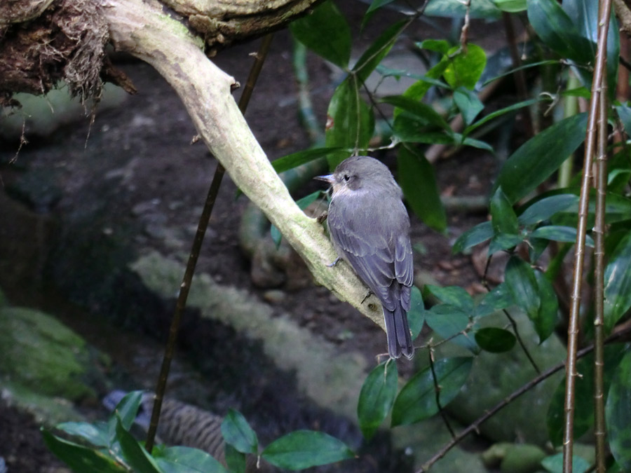 Hauszaunkönig im Zoo Wuppertal im Dezember 2013