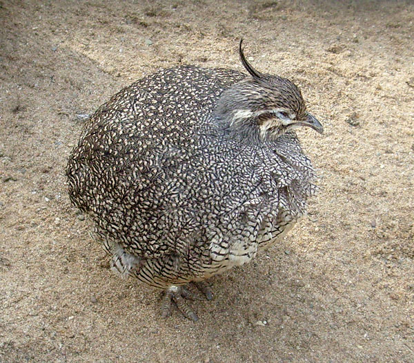 Schopftinamu im Wuppertaler Zoo im März 2009