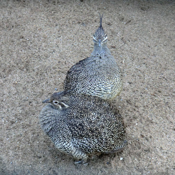 Schopftinamus im Wuppertaler Zoo im Dezember 2012