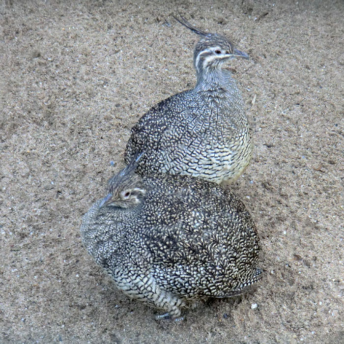 Schopftinamus im Wuppertaler Zoo im Dezember 2012