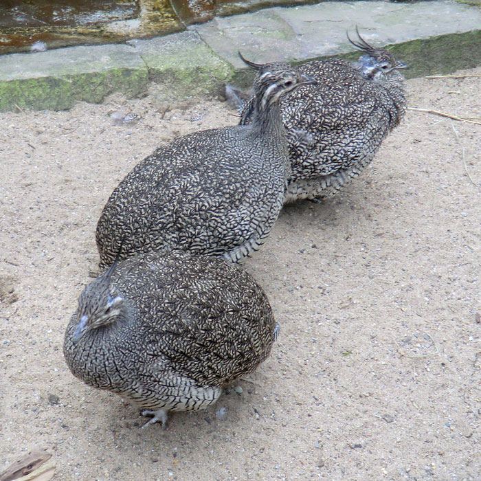 Schopftinamus im Wuppertaler Zoo im April 2013