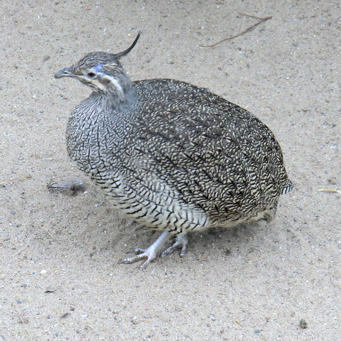 Schopftinamu im Wuppertaler Zoo im April 2013