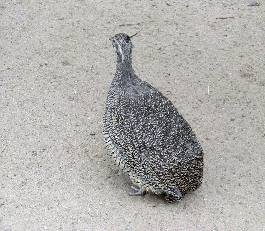 Schopftinamu im Zoologischen Garten Wuppertal im April 2013