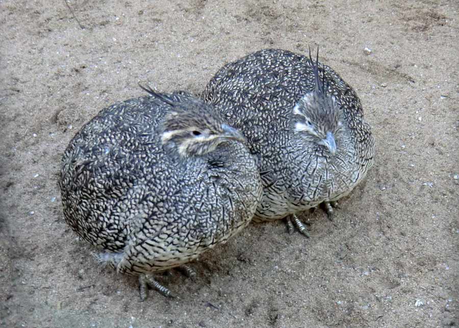 Schopftinamus im Wuppertaler Zoo im Januar 2014