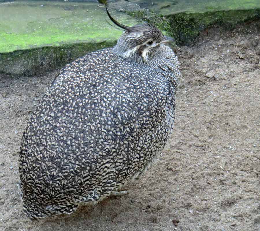 Schopftinamu im Zoologischen Garten Wuppertal im Januar 2014