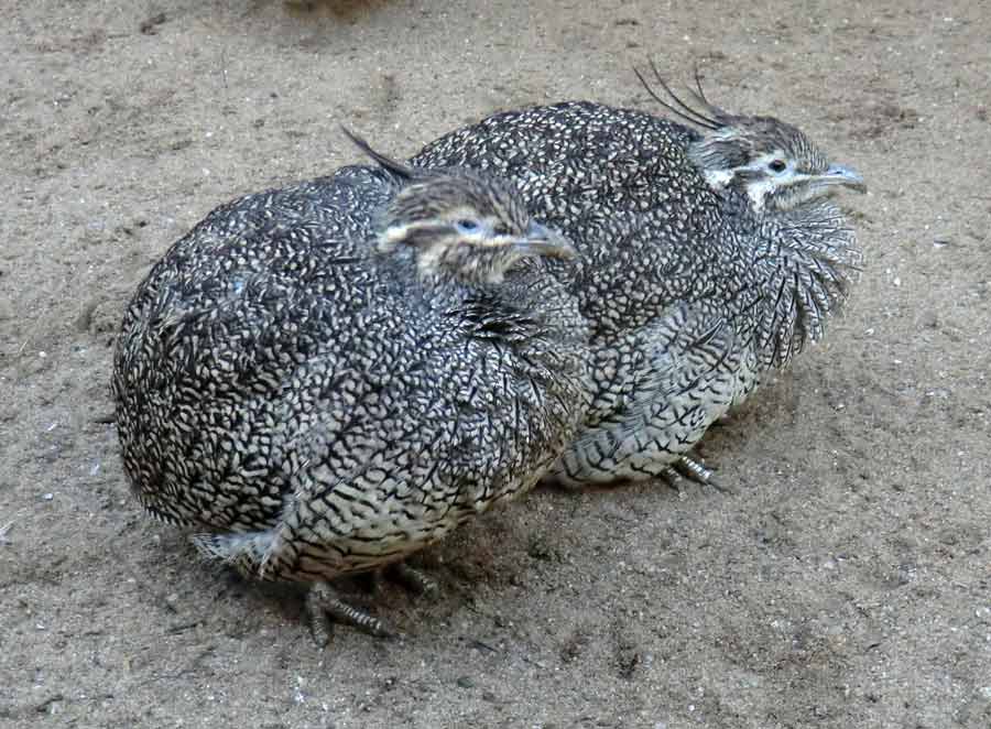 Schopftinamus im Zoo Wuppertal im Januar 2014