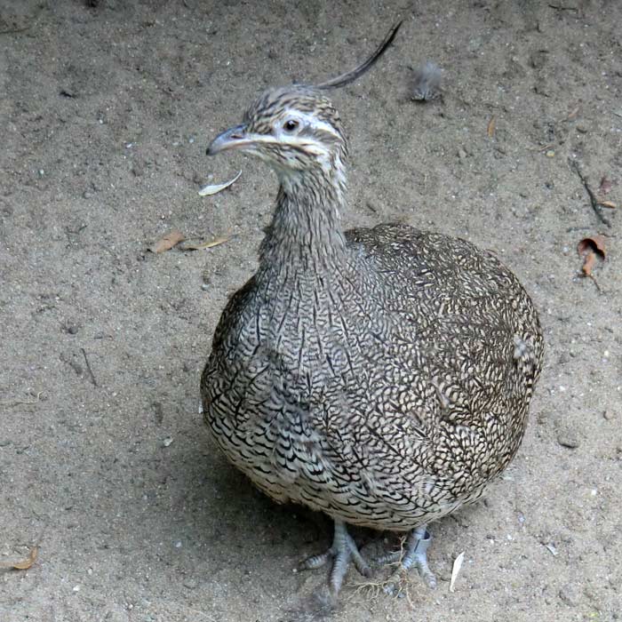 Schopftinamus im Wuppertaler Zoo im Juli 2014