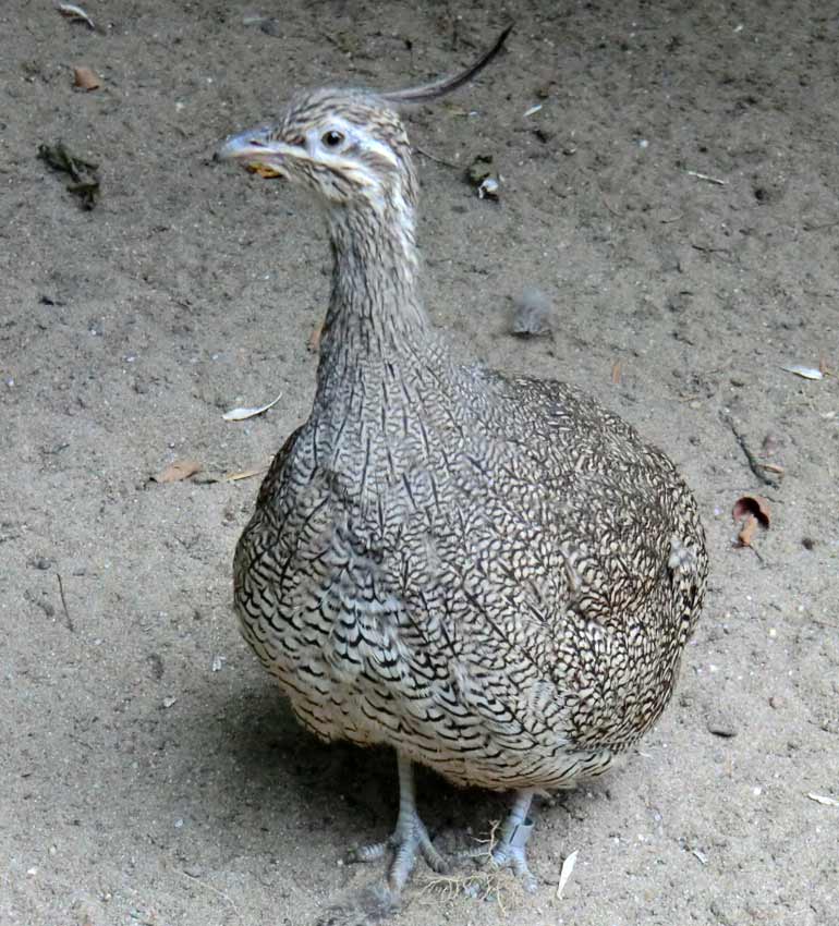 Schopftinamu im Zoo Wuppertal im Juli 2014