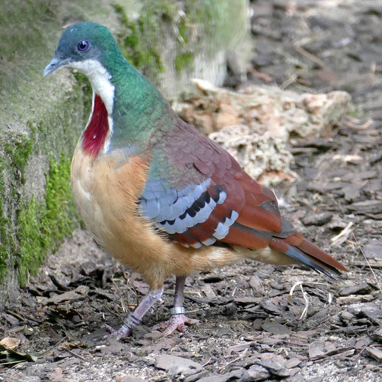 Bartlett-Dolchstichtaube am 17. August 2025 in einer Außenvoliere am Vogel-Haus im Wuppertaler Zoo