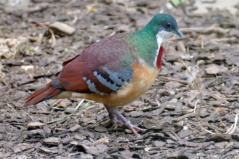Bartlett-Dolchstichtaube am 17. August 2025 in einer Außenvoliere am Vogel-Haus im Zoologischen Garten Wuppertal