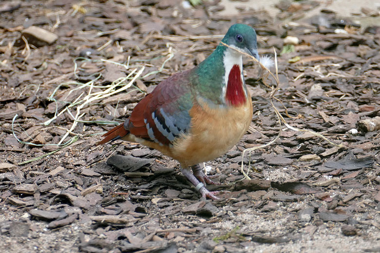 Bartlett-Dolchstichtaube am 17. August 2025 in einer Außenvoliere am Vogel-Haus im Zoo Wuppertal