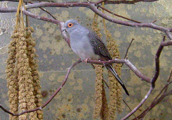 Diamanttäubchen im Wuppertaler Zoo im Januar 2009