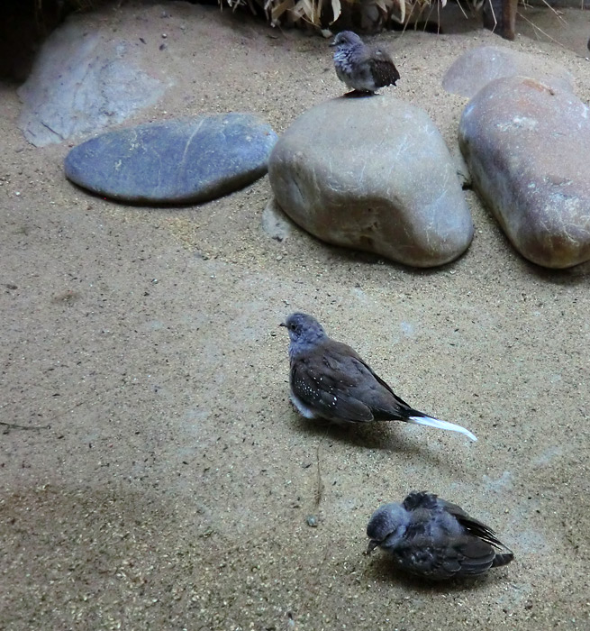 Junge Diamanttäubchen im Wuppertaler Zoo im Juli 2012