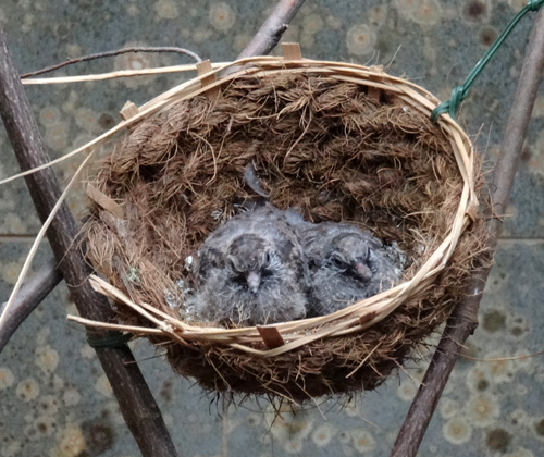 Diamanttäubchen Jungvögel im Nest am 7. November 2015 im Zoo Wuppertal