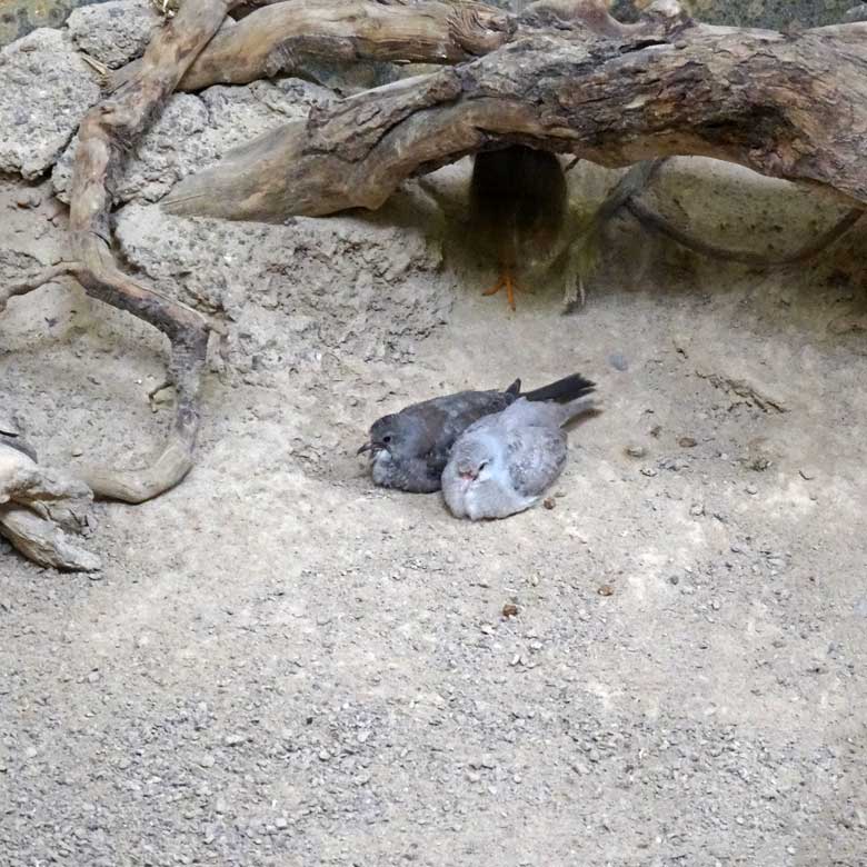 Diamanttäubchen-Jungvögel am 31. Juli 2016 im Vogelhaus im Zoo Wuppertal