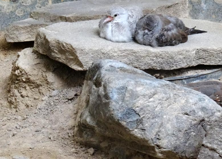 Diamanttäubchen-Jungvögel am 31. Juli 2016 im Vogelhaus im Zoologischen Garten der Stadt Wuppertal